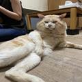 貫禄が超ド級！個性派猫・ハクくんの「ふくふくお顔」にくぎづけ | ビューティーガール
