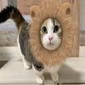 アプリで変身した猫に胸キュン！“ちびライオン”になったりんちゃん | ビューティーガー