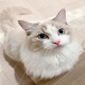 なぜ…？マットにダッシュが日課の猫。スリスリを堪能するイケメンにゃんこにキュン | ビ