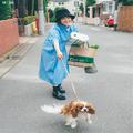 犬の散歩をする本田翼が可愛すぎる！“みんながリアルに買った服”着回し4日目 | ファッシ