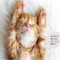 ニャンと！ヘソ天で寝る猫は“幸せ”を感じていた!? もっと知りたい「猫の気持ち」3選 | ビ