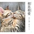 「にゃんこ四字熟語」がクスッと笑えて可愛い！「相思相愛」はどんな写真 | ビューティー