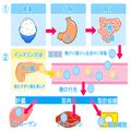 ダイエットに効果的な食事方法とは。「食べる回数を増やすと痩せる」ってホント？ - ビュ