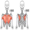 大胸筋、三角筋、広背筋、僧帽筋、脊柱起立筋はどこを指す？筋トレ初心者向け「上半身」