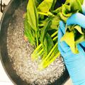 「ほうれん草のおひたし」を冷凍作り置き！たっぷり作って保存しよう - ビューティーガー
