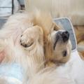 人なつっこい犬たちがお出迎え！保護犬に会えるカフェのオーナーが「愛情を与えすぎない